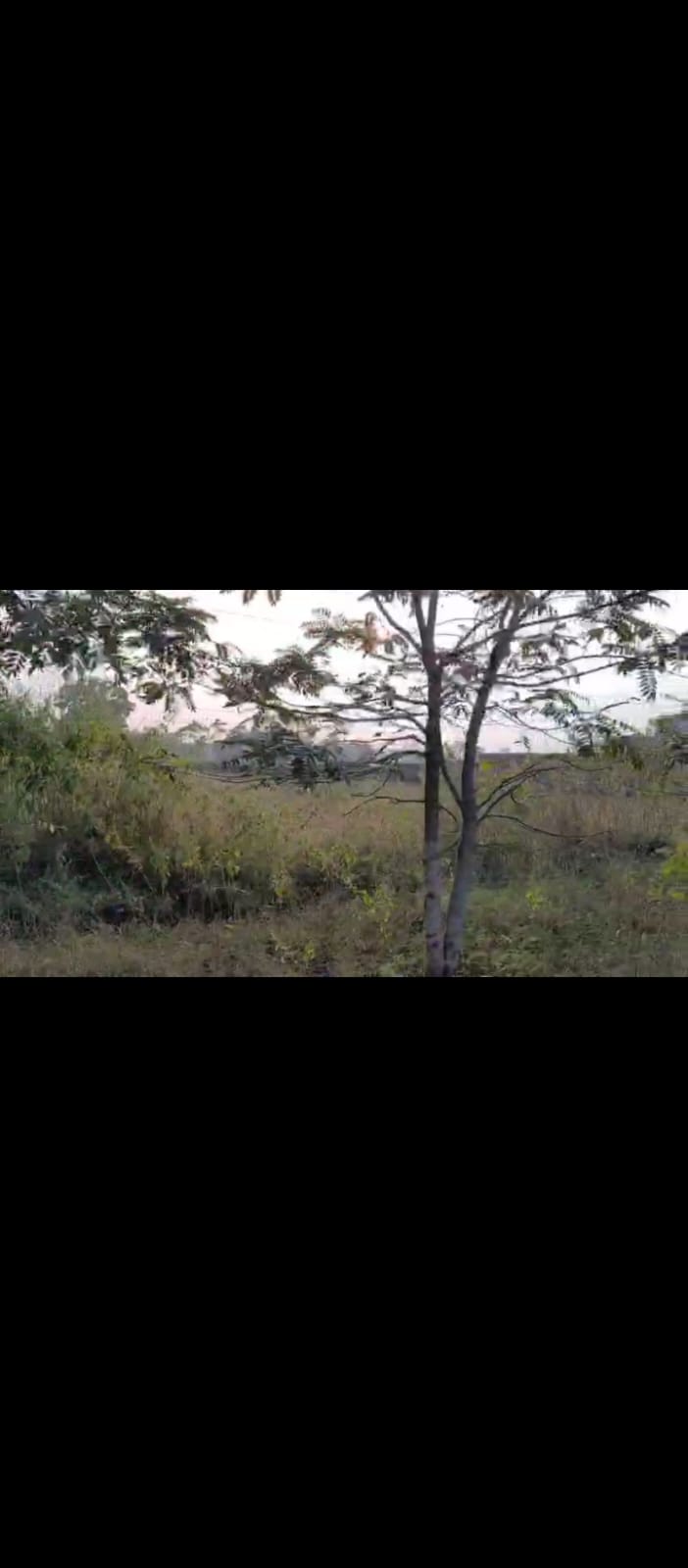 Plot-For-Sale-Kataiya in Kataiya — Photo 3